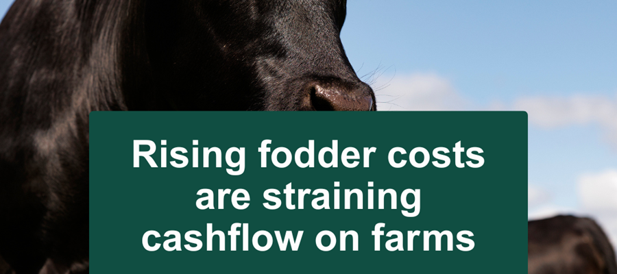 Raising Fodder Costs are Straining Cashflow on Farms